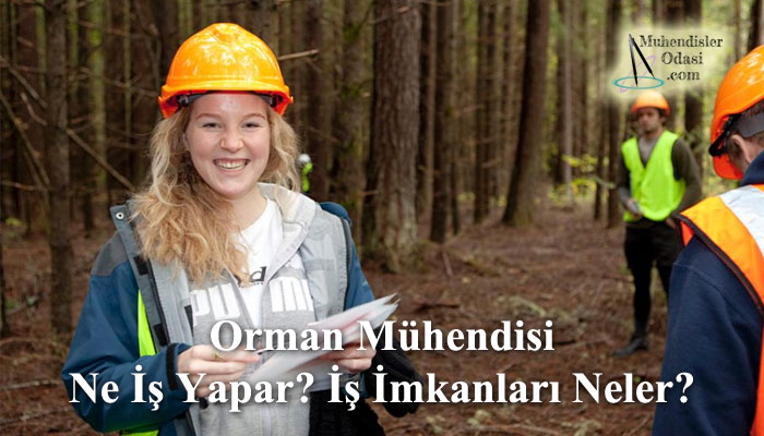 orman mühendisi ne iş yapar iş imkanları